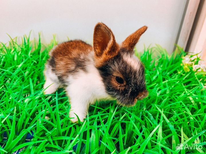 Карликовый кролик - Москва