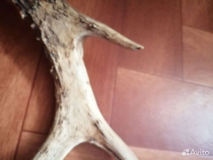 Рог косули 30 сантиметров