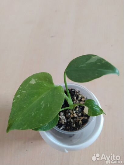 Монстера тайское созвездие