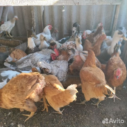 Молодые петушки