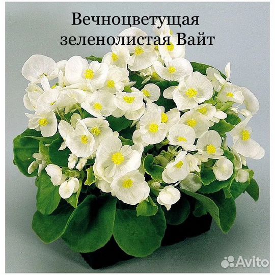 Рассада бегонии