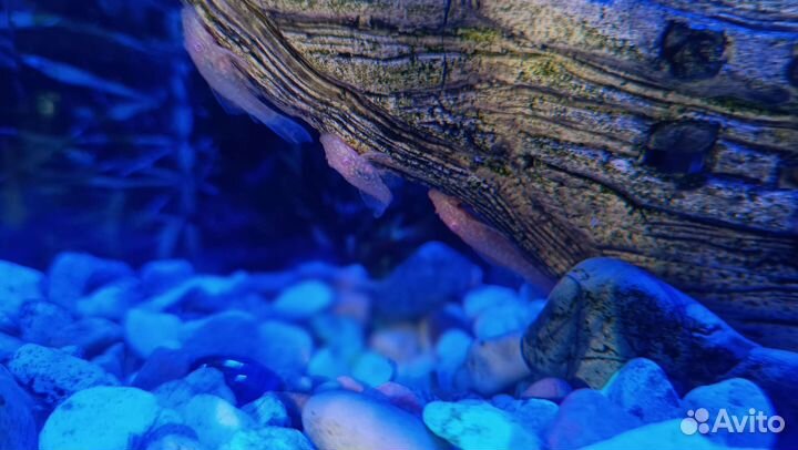 Сомики анциструсы альбиносы