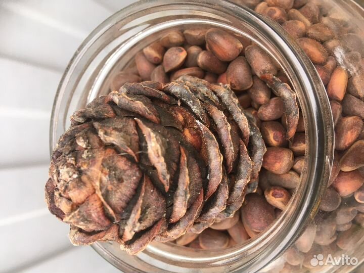 Орех кедровый