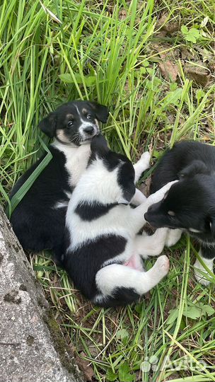 Щенки двортерьер