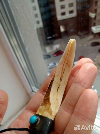 Клык кабана 10см талисман медальон