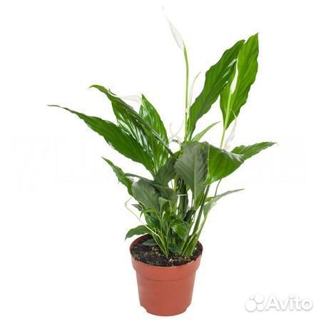 Растения для офиса и дома