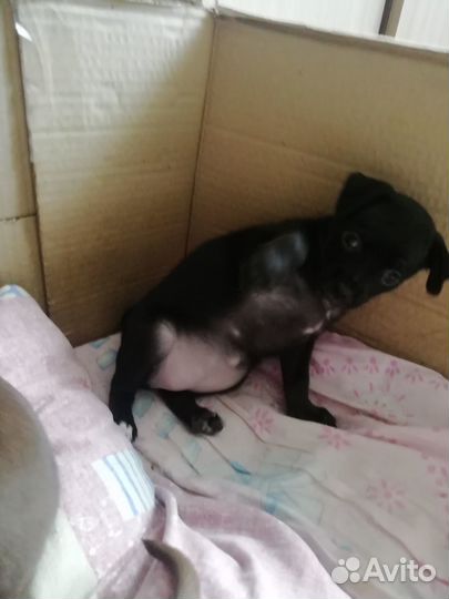 Той-терьер щенки