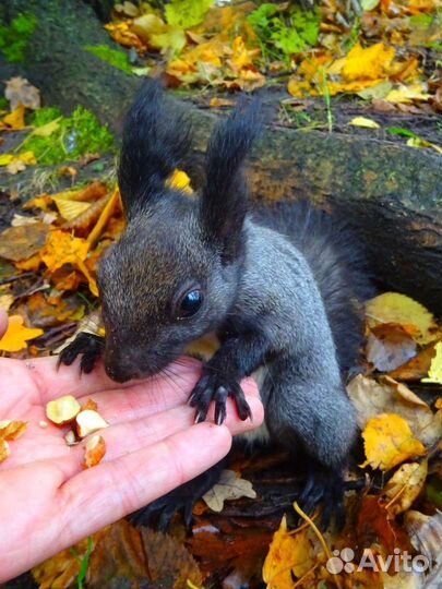 Черные бельчата