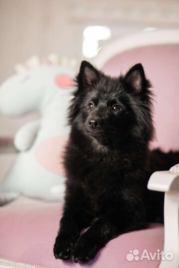 Щенки большого немецкого шпица