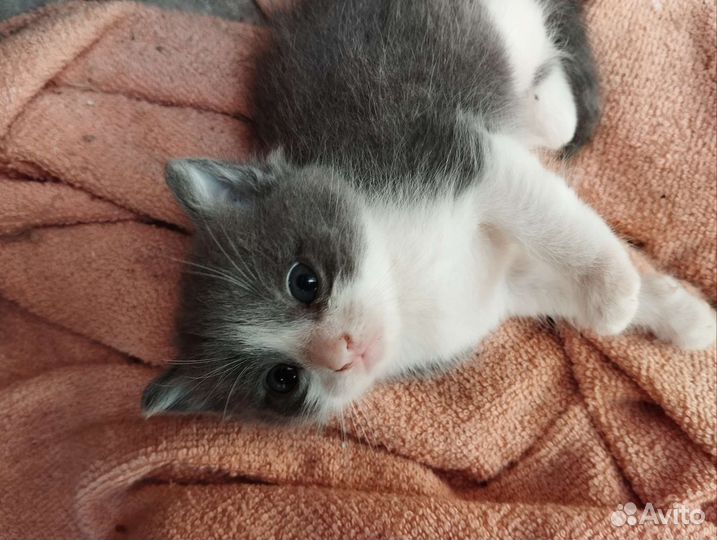 Котята Бесплатно