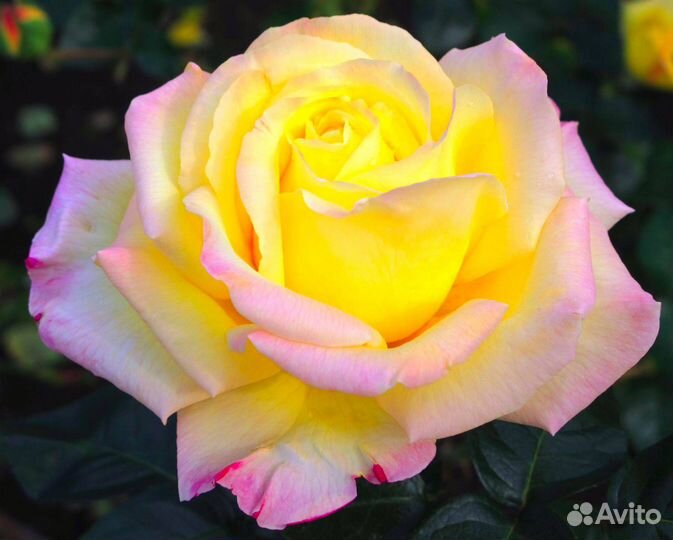 Роза сорта Глория Дей