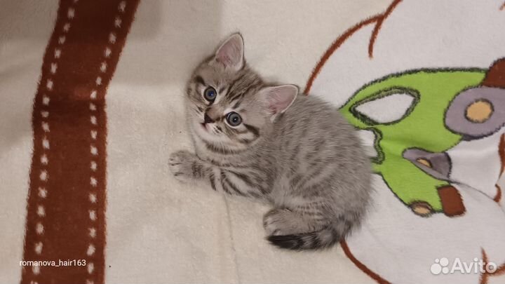 Шотландские котята
