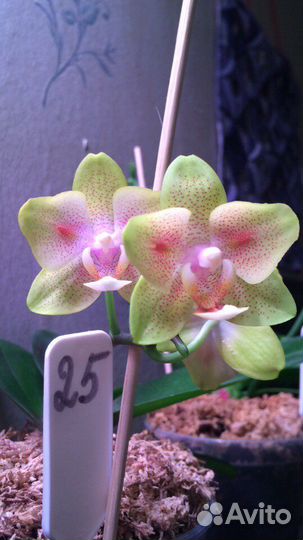 Орхидея фаленопсис