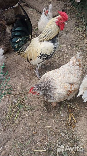 Бентамки,декоративные. Цыплята бентам и декор