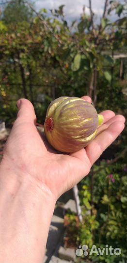 Саженцы инжира