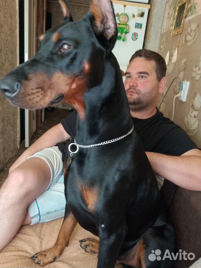 Кобель добермана вязка
