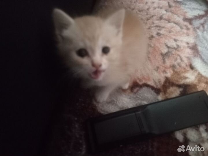 Кошка