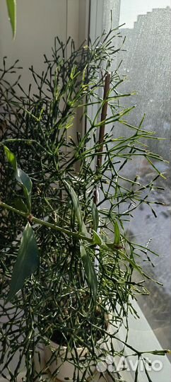 Хатиора желтая