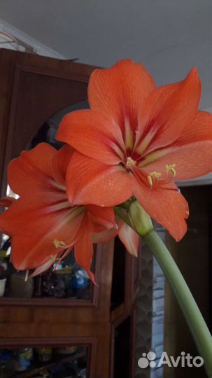 Гиппеаструм