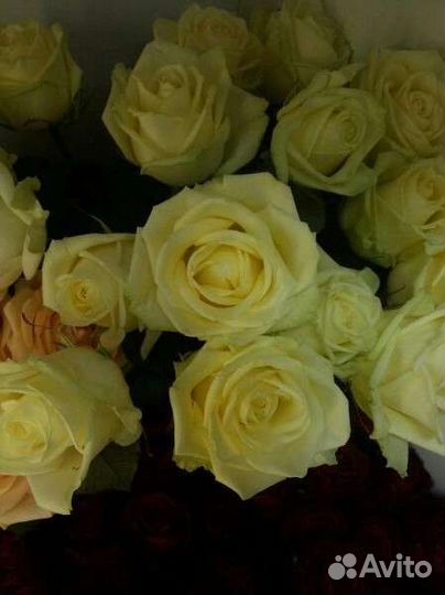 Цветы розы букет