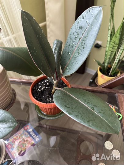 Фикус каучуконосный