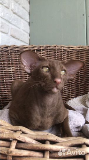 Кот на вязку