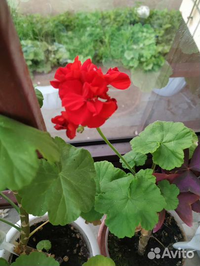 Пеларгония герань