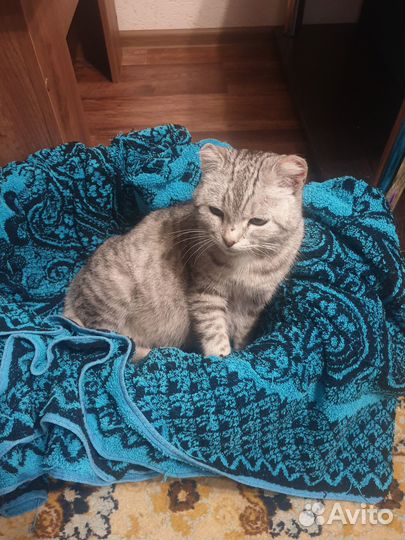 Кошечка в добрые руки