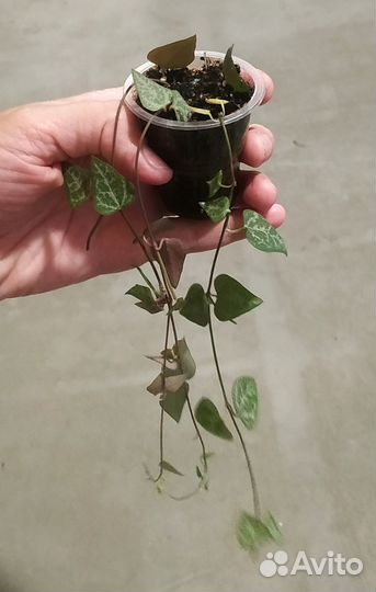 Суккуленты