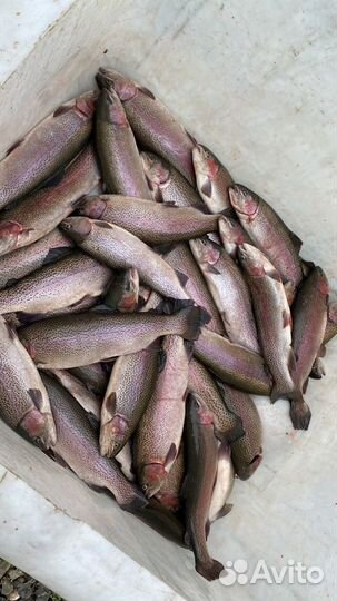 Радужная форель