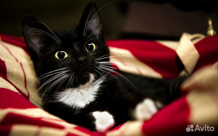 Три черных котенка 2,5 мес.в дар девочка и мальчик