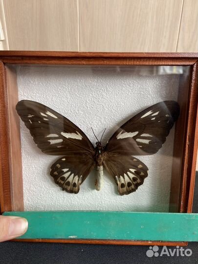 Бабочка в рамке