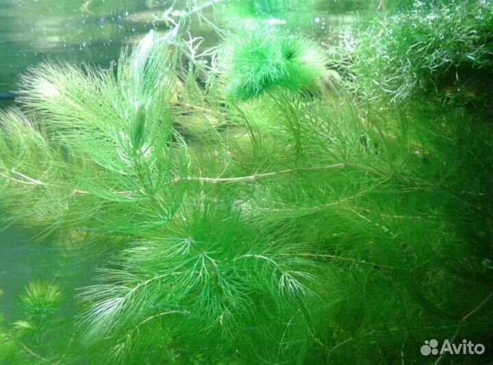 Аквариумные растения разные