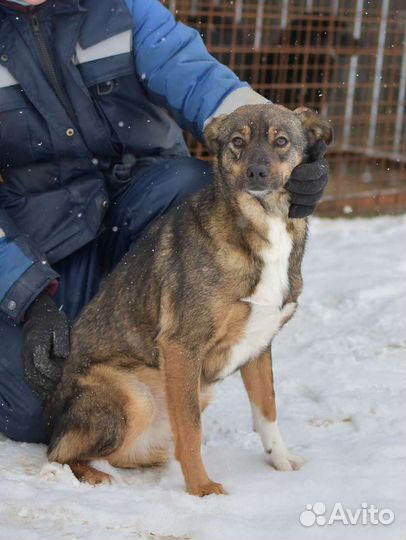 Собака в добрые руки