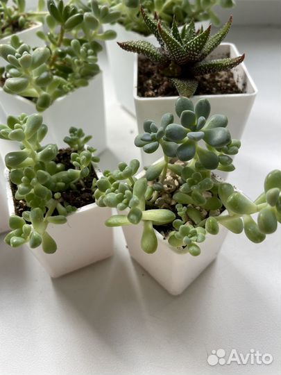 Кактусы и суккуленты