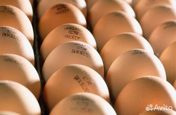 Инкубационное яйцо(Европа,Россия, Белорусь)