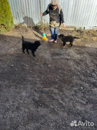 Щенки в добрые руки