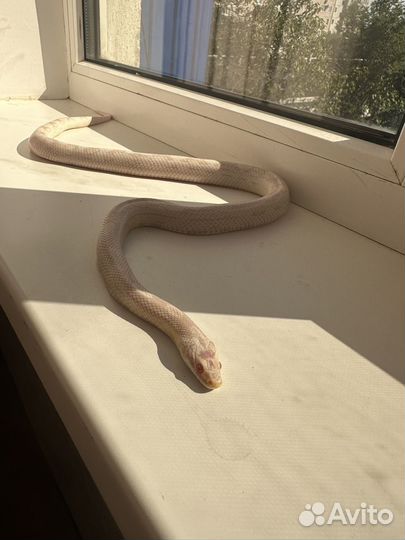 Маисовый полоз