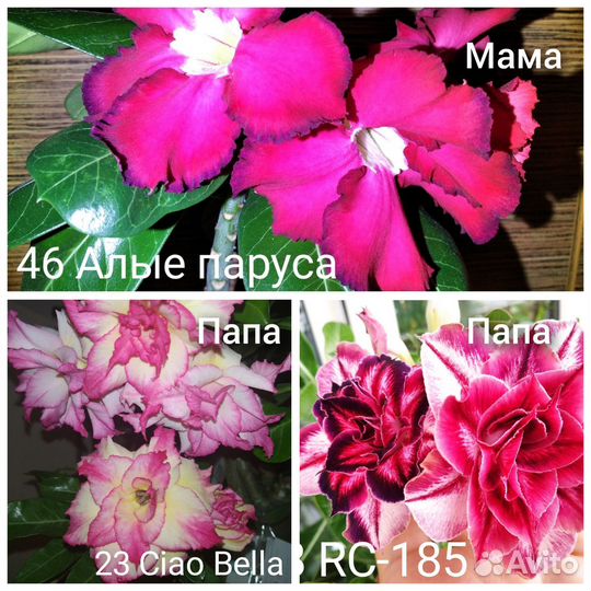 Семена Адениума