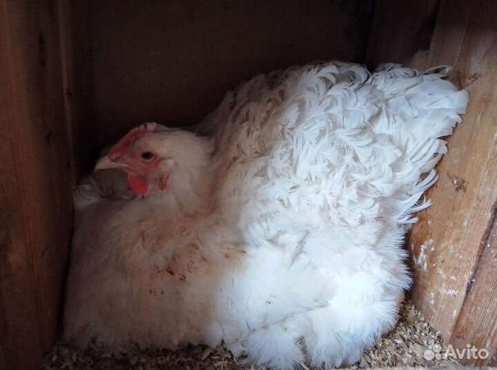 Курица наседка породы Брама