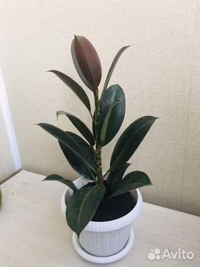 Фикус эластика мелани