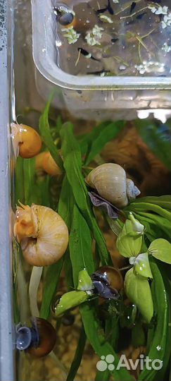 Улитки аквариумные ампулярии