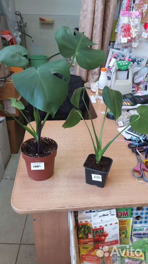 Комнатные растения