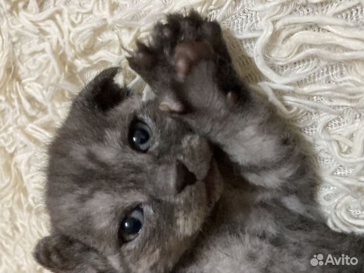 Британская