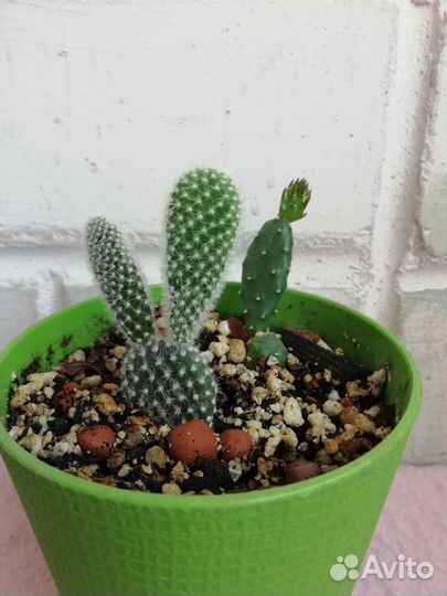 Кактус Опунция микродазис Опунция базилярис