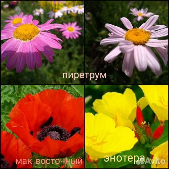 Многолетники травянистые