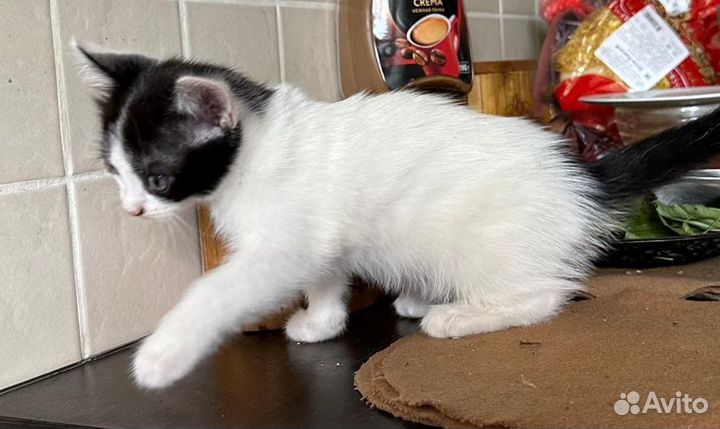 Котята 1,5 месяца