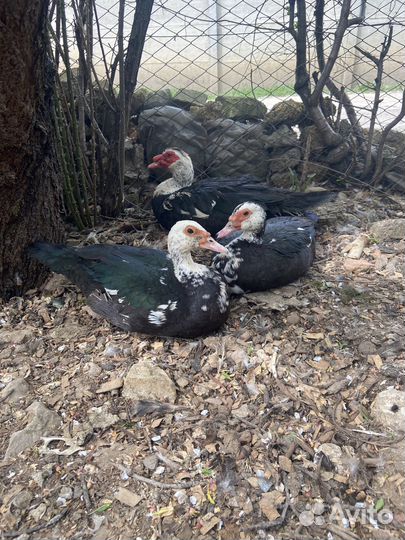 Мускусные индоутята