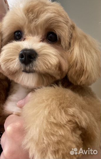 Модели для стрижки йорки и шпицы