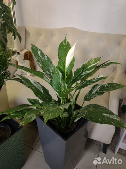 Спатифиллум даймонд